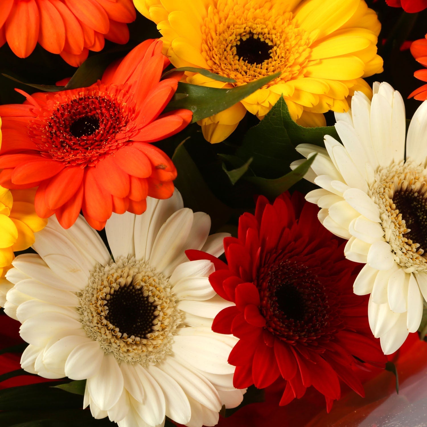 A Gerbera Special Daisy Bouquet